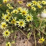 Calendula tripterocarpa Flor