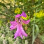 Gladiolus italicus Flower