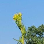 Verbesina gigantea 花