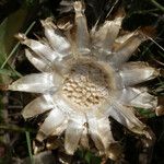 Centaurea acaulis Ffrwyth