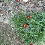 Coreopsis grandifloraFlower