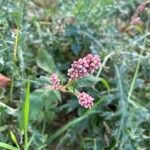 Persicaria maculosa फूल