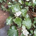 Pericallis appendiculata Leaf