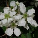 Rubus allegheniensis Kvet