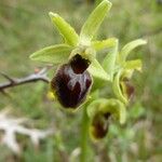 Ophrys aranifera 其他