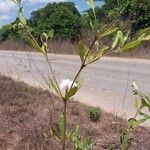 Mascarenhasia arborescens Otro