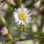 Symphyotrichum subulatum 花