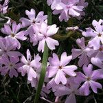Phlox speciosa 花