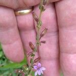 Cuphea ericoides Blomst