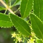 Rubia fruticosa Hoja