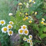 Tanacetum partheniumFlower