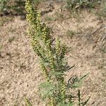 Ambrosia confertiflora Habit