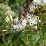 Chromolaena odorata Flor