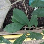 Brunfelsia pauciflora Folha