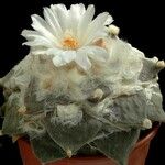 Ariocarpus retusus Yeri