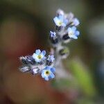 Myosotis minutiflora 花