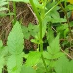 Rubus rosifolius പുറംതൊലി