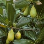 Casasia clusiifolia Fruit