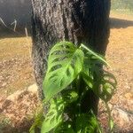 Monstera siltepecana Leaf