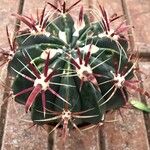 Ferocactus latispinus Лист