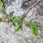 Microgramma vacciniifolia 葉