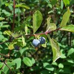 Lonicera caerulea Folha