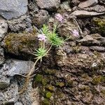 Erysimum scopariumFlors