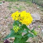 Senecio ampullaceus Flower