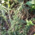 Asparagus acutifolius 葉