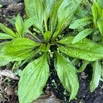 Plantago rugelii Folha