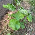 Arctium minusList