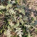 Solanum virginianum Leaf