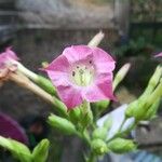 Nicotiana tabacum 花