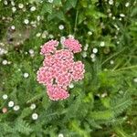 Achillea distansFlor