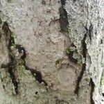Malus prunifolia Bark