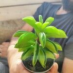 Peperomia dolabriformis Liść