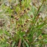 Luzula campestris 花