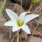 Zephyranthes mesochloa Λουλούδι