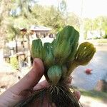 Pistia stratiotes Ліст