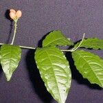 Bunchosia polystachia その他の提案