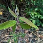 Cratoxylum formosum Leaf