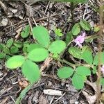 Lespedeza procumbens Lehti