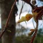 Gongora quinquenervis Flower