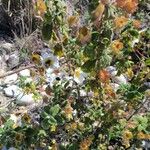 Cistus salviifoliusFlower