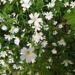 Stellaria holosteaFlower