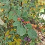 Cotoneaster zabelii Blad