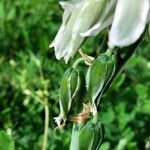 Ornithogalum nutans Плод