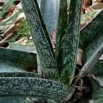 Gasteria croucheri Hoja