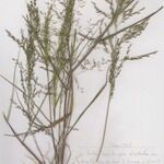 Eragrostis virescens 整株植物