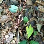 Epifagus virginiana Blad